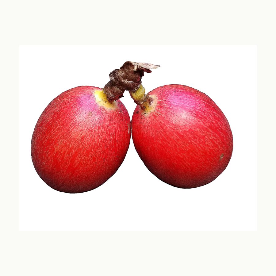 Bing Cherries